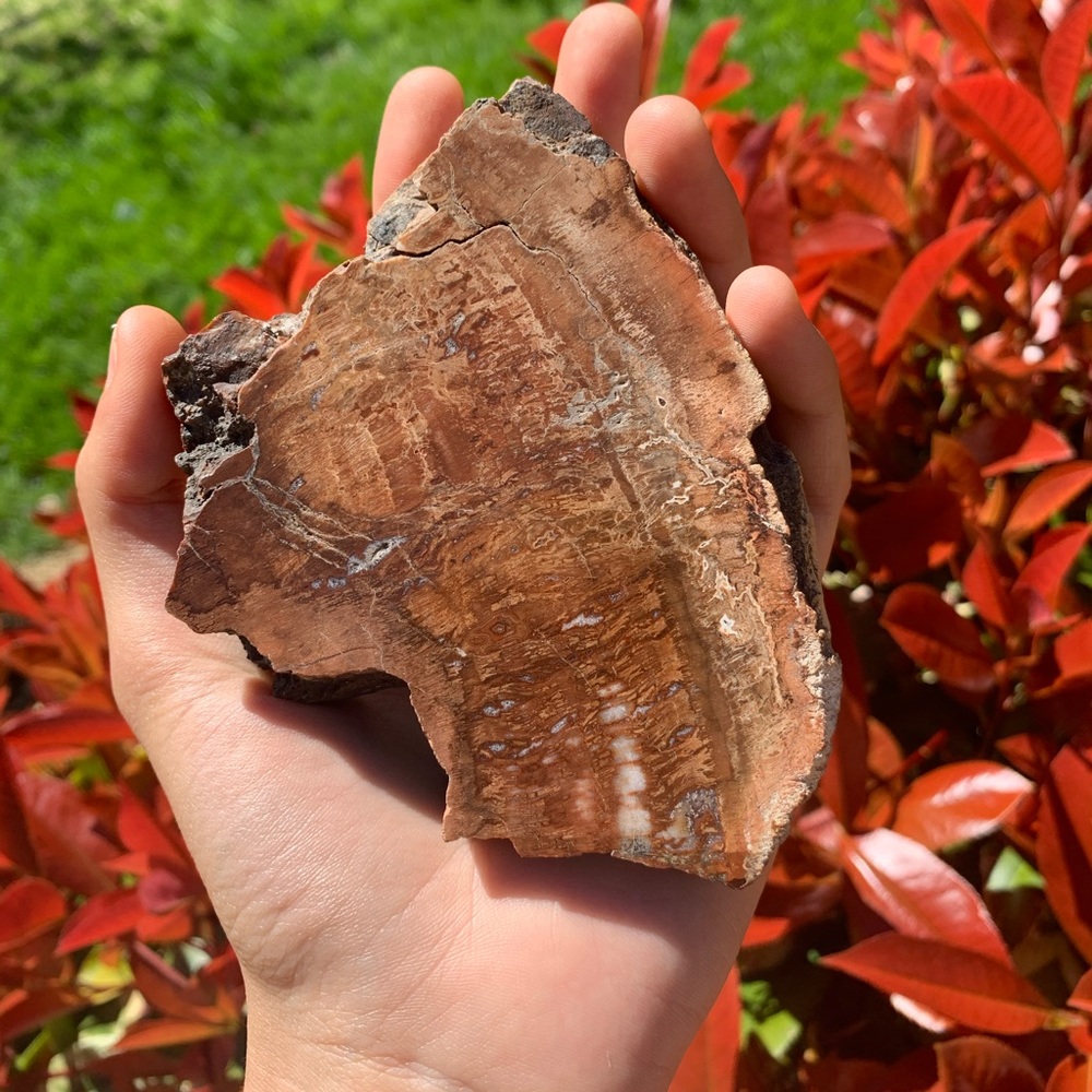 Polished Petrified Wood Slab - Picture 1 of 5